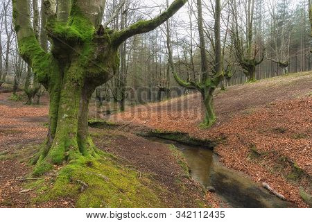 Otzarreta Beech Forest. Gorbea Natural Park. Spain.