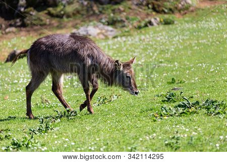 Kobus Ellipsiprymnus, Waterbuck. Young Animal In A Meadow.