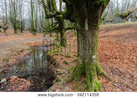 Otzarreta Beech Forest. Gorbea Natural Park. Bizkaia. Spain.