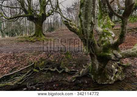 Otzarreta Beech Forest. Gorbea Natural Park. Bizkaia. Spain.