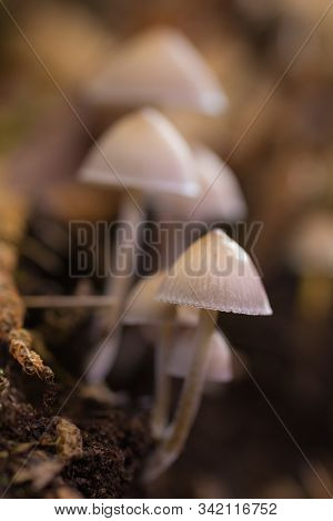 Small Mushrooms In A Forest Of Chestnut Trees.