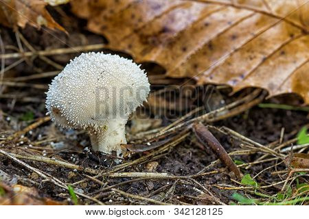 Small Mushroom Growing In The Forest Floor.
