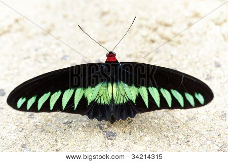 Trogonoptera albescens brookiana ผีเสื้อ ใหญ่ที่สุดในโลก มาเลเซีย