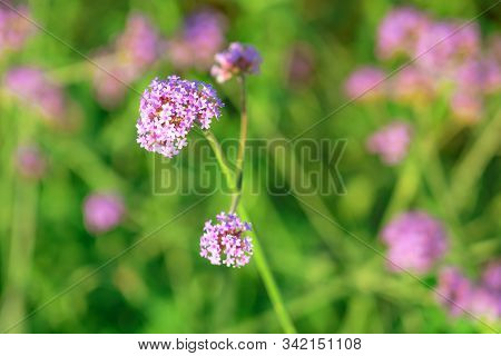 Beautiful Verbena Bonariensis Flowers Or Science Name ( Verbena Hybrida) On Blurred Background In Ga