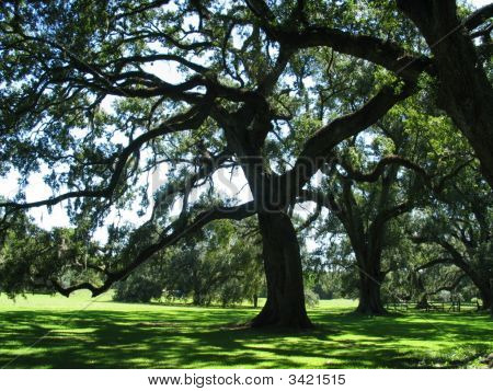 Grand Coteau