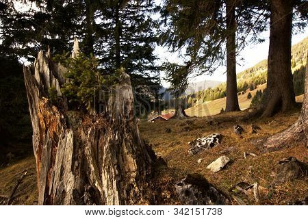 A Small Tree Is Growing In A Root Of A Big Tree