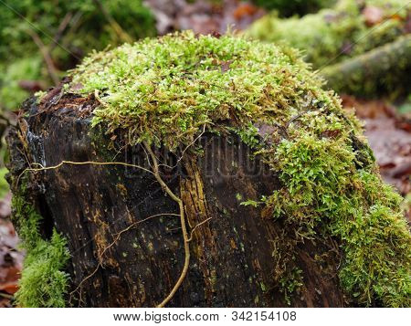 winter time in a forest near reken in germany