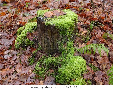 hiking near reken in the german muensterland