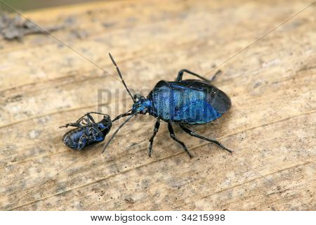 Stinkbug