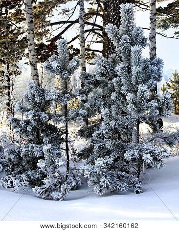 Three Little Pines On A Foreground And Three Thin Birch Trunks Behind Them. Close-up Image.