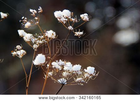 Macro Photo Of Dry Angelica Plant With Inflorescence: A Compound Umbel, Covered By Tiny Snow Hats.