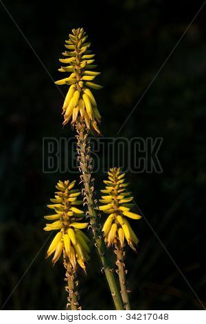 Květy žluté horký Poker