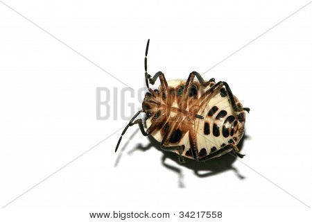 Stinkbug