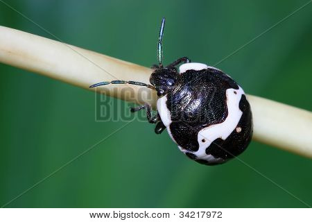 Stinkbug