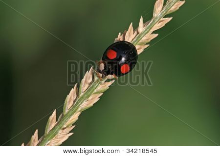 Ladybug