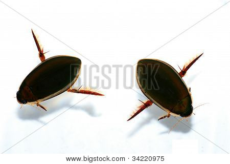 Insekter