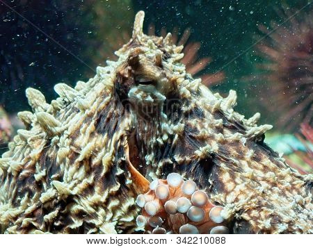 Giant Pacific Octopus