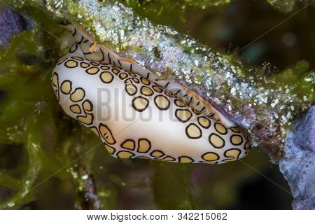 Flamingo Tongue Snail (cyphoma Gibbosum) - Cozumel
