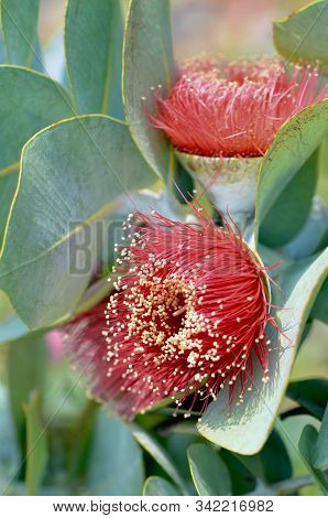 Large Red Blossoms And Blue Green Foliage Of The Australian Native Mottlecah, Eucalyptus Macrocarpa,
