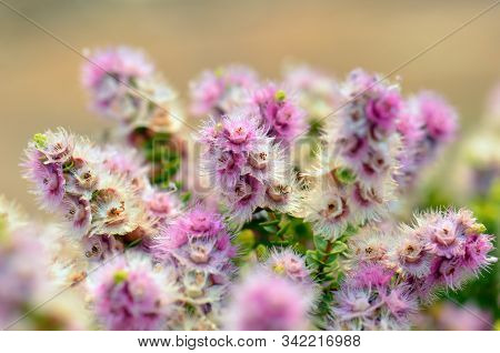Pink, White, Cream And Purple Flowers Of The Australian Native Spiked Featherflower, Verticordia Spi