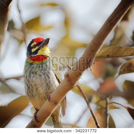 A Coppersmith Barbet Bird Perched On A Branch Eating A Fruit