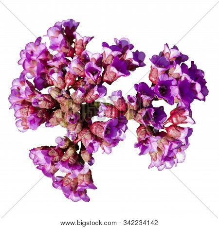 Pink Frankincense Flower. Isolate On A White Background. Bergenia