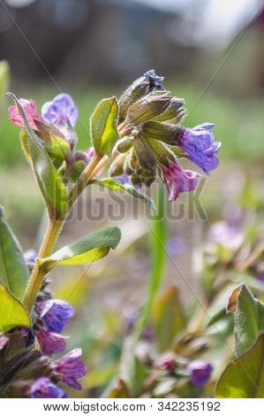 Pulmonaria Close Up On A Background Of Blurred Grass In The Sunlight