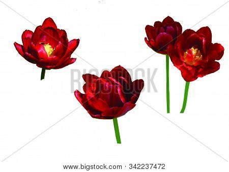 Red Multilobe Terry Tulips Isolates On White Background