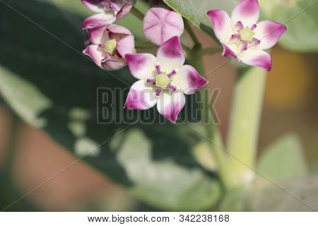 Purple Crown Flower ; Giant Indian Milkweed ; Gigantic Swallowwort (scientific Name : Calotropis Gig
