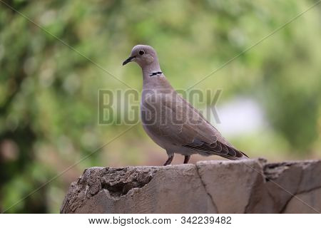 Macro Photo Pigeon Dove Bird. Photo Nature Bird Dove Sit On Ground .white Wild Dove