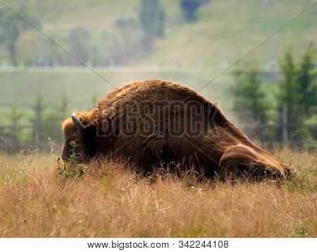 small herd of European bison (Bison bonasus), also known as Wisent or the European wood bison grazing