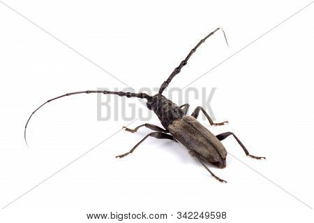 Tree Borer (batocera Rufomaculata) Isolated On A White Background