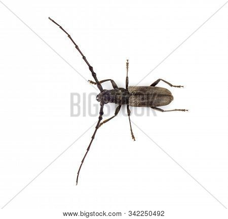 Tree Borer (batocera Rufomaculata) Isolated On A White Background