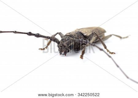 Tree Borer (batocera Rufomaculata) Isolated On A White Background