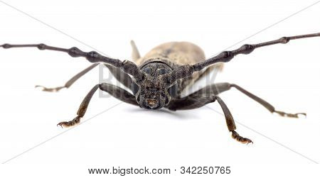 Tree Borer (batocera Rufomaculata) Isolated On A White Background