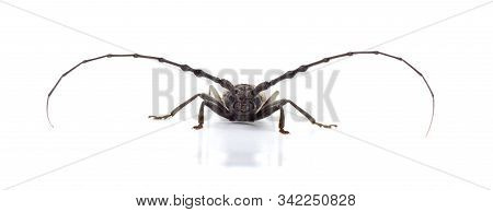 Tree Borer (batocera Rufomaculata) Isolated On A White Background