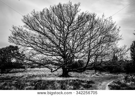 Beautiful Isolated Oak Tree In Black And White Colors, Taken In Nature Preserve 