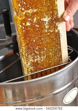 Colorful And Crisp Image Of Uncapped Honeycomb In Honey Extractor