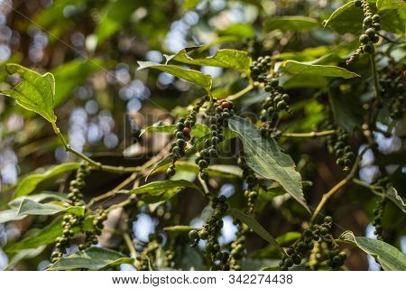 Black Pepper Plants Growing On Plantation In Asia. Ripe Green Peppers On A Trees. Agriculture In Tro