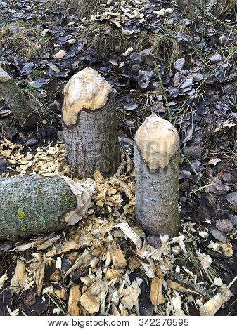 Tree Gnawed By Beavers Near The River. Close Up