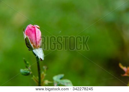 Beautiful Pink Rose Blooming On Plant Branch Against Burrly Green Background With Copy Space. Bloomi