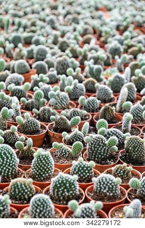 Green Succulents, Cacti, Cactuses In Pots Background , Vertucal Composition, Selective Focus