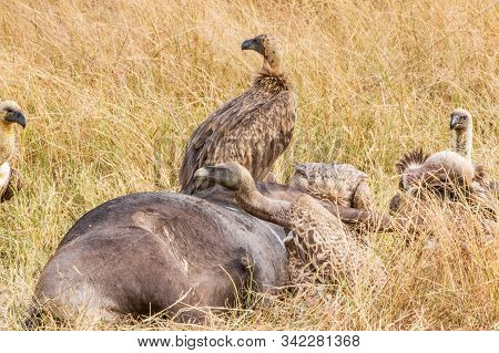 Griffon Vulture (gyps Fulvus) Eating Carrion, Bones And Meat