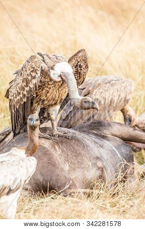 Griffon Vulture (gyps Fulvus) Eating Carrion, Bones And Meat
