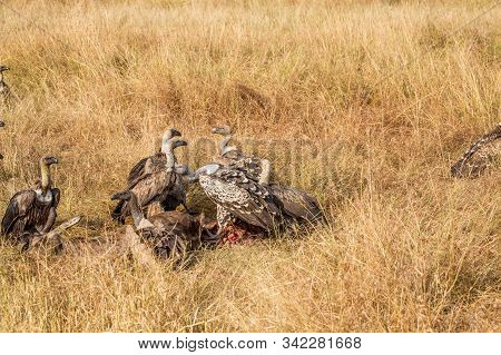 Griffon Vulture (gyps Fulvus) Eating Carrion, Bones And Meat