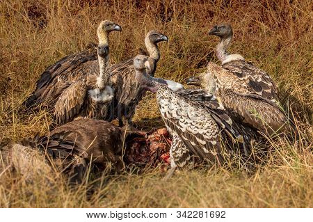 Griffon Vulture (gyps Fulvus) Eating Carrion, Bones And Meat