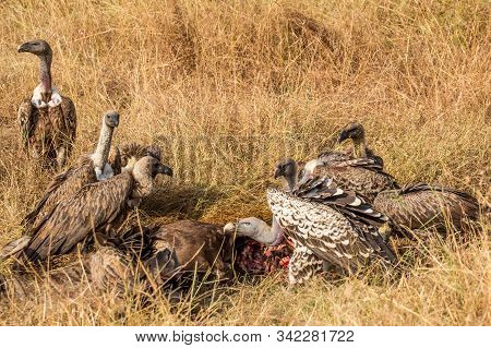 Griffon Vulture (gyps Fulvus) Eating Carrion, Bones And Meat