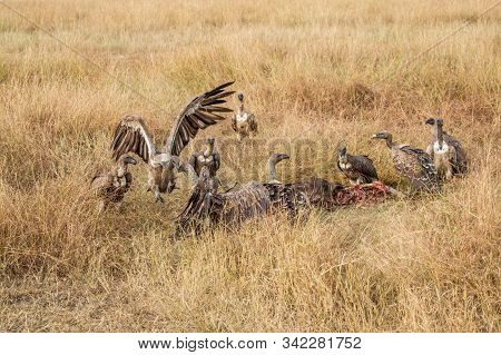 Griffon Vulture (gyps Fulvus) Eating Carrion, Bones And Meat