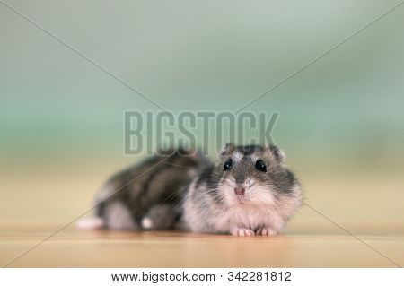 Closeup Of Two Small Funny Miniature Jungar Hamsters Sitting On A Floor. Fluffy And Cute Dzhungar Ra