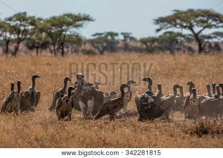 Griffon Vulture (gyps Fulvus) Eating Carrion, Bones And Meat